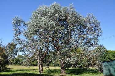 20 SILVER DROP EUCALYPTUS Gunnii Cider Gum Silver Blue Foliage Florist Tree Seeds
